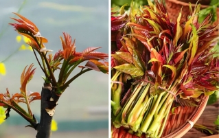 在吃这几类蔬菜一定要焯水,否则难吃不说还可能有毒