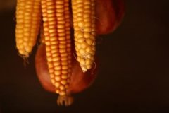 吃玉米会过敏和长皮疹吗？