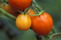 西红柿会提高糖尿病患者的血糖吗？