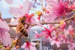 没有垃圾食品的饮食：即使是在城市里，蜜蜂找花朵，也不吃加工过的糖