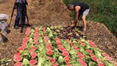 奥本农民用废弃食品雕成美国国旗