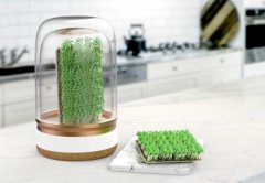 在厨房种菜 菜地在杯里