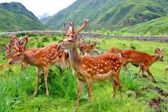 鹿鞭的功效作用及食用方法