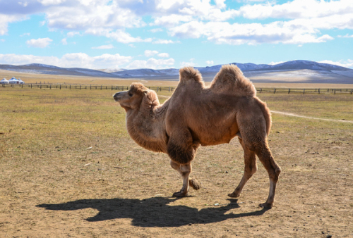 驼峰是骆驼的营养储存器,富含胶质和脂肪.