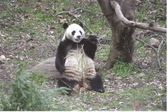 南京红山动物园熊猫招“厨师”：栽下爱心竹