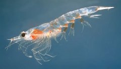 南极磷虾高蛋白数量多 未来可成为人类美食