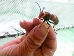 中国吃货太猛 “杀人蜂”成盘中餐