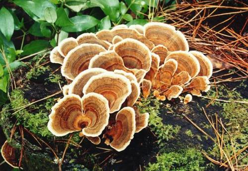 火鸡尾蘑菇能吃吗云芝的12个惊人功效与作用