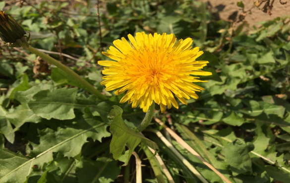 蒲公英叶子 蒲公英叶子