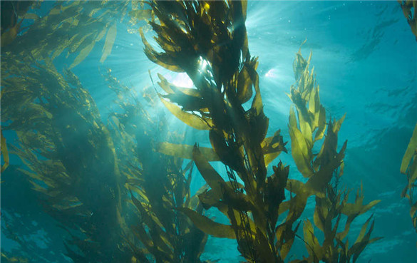 富含碘的海藻能取代食盐吗?