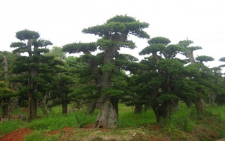 红榆树的健康功效,红榆树皮有什么作用?