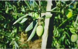 芒果叶的功效与作用,芒果叶泡水喝有什么好处?