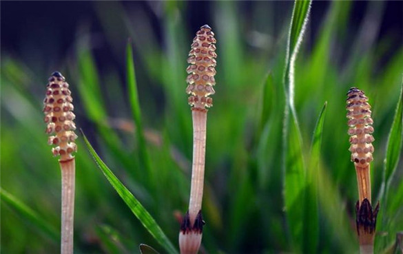 问荆草(horsetail)是一种多年生蕨类植物,属于木贼科.
