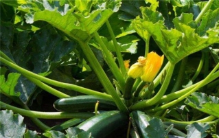 西葫芦叶子能吃吗?怎么吃?