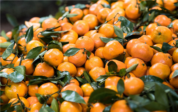 柑橘 柑橘