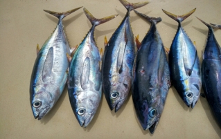 吃金枪鱼的三个最佳方法