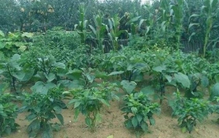 如何处理你菜园里的产品?