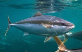 如何烹饪王鱼排?