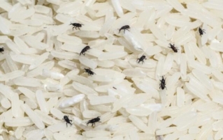 如何预防或者消除大米中的虫子?米虫能吃吗?