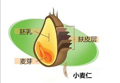 小麦仁 小麦仁