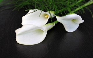 百合的功效与作用