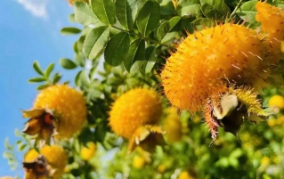 刺梨-黔山酸果藏百味|千年风物话沧桑