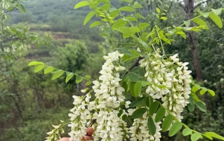 槐花的四种吃法，营养丰富又鲜美、富含维生素C！错过再等一年！