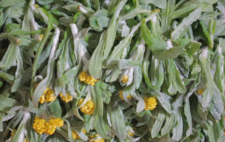 贵州春日里这几种野菜-你吃过几种？