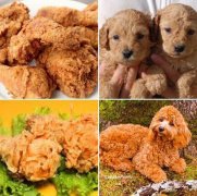 炸鸡和卷毛小狗相似度太高？美食里面藏萌宠