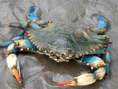 其貌不扬的美食 难看但好吃