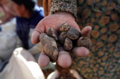 印加人培育了太空时代的食品？