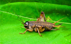蟋蟀成了硅谷流行的脑力食物