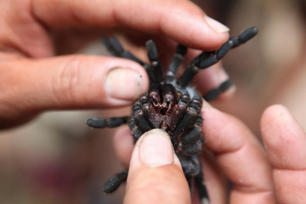 柬埔寨油炸毒蜘蛛图片
