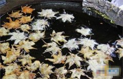 油锅里的海星？日本人在秋天吃的另类美食：炸枫叶