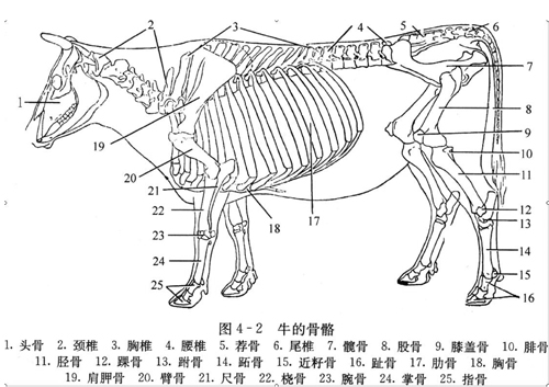 牛的骨骼详解图解剖图图片