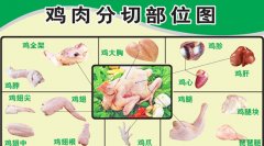禽类（鸡）的分档取料
