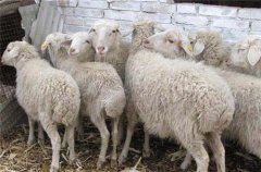 羊的品种和羊肉的烹饪特点