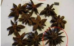 如何区分有毒的假八角（莽草）？