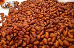 蝉蛹的做法和功效