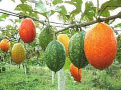 息烽标准化种植吊瓜5万亩 打造全国“吊瓜之乡”