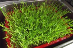 松柳的营养价值和功效_清炒松柳的做法