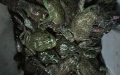 牛蛙的营养价值和功效_泡椒牛蛙的做法