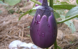 茄子的营养价值和功效_烧茄子的家常做法