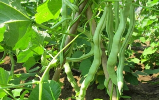 哪些食材需要焯水？