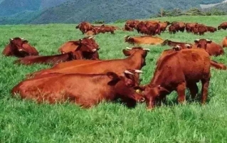 西餐用牛肉的常见种类