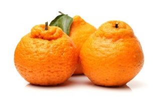 丑橘的营养价值和功效