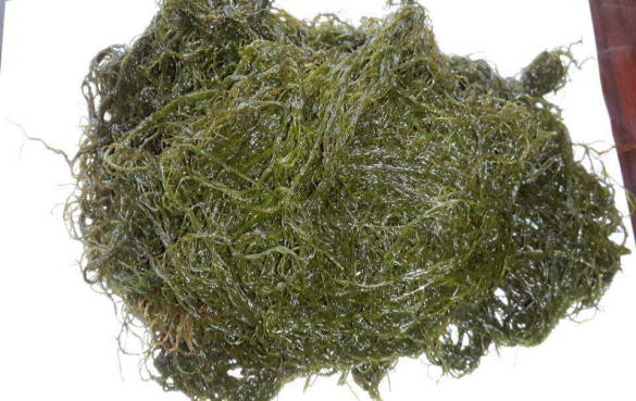 海藻的营养价值和12个神奇功效