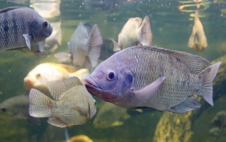 罗非鱼的营养价值和13个健康功效