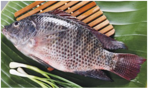 罗非鱼的营养价值和13个健康功效