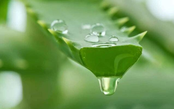 芦荟汁
